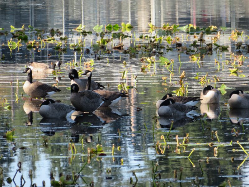 Ducks in lake at fountainhead apartments